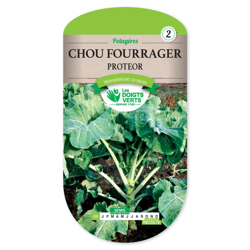 Chou Fourrager Proteor -graines de Les Doigts Verts - graines de Gironde à Bordeaux dans Graines de Chou