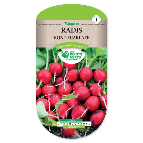 Radis Rond Ecarlate -graines de Les Doigts Verts - graines de Gironde à Bordeaux dans Graines de Radis