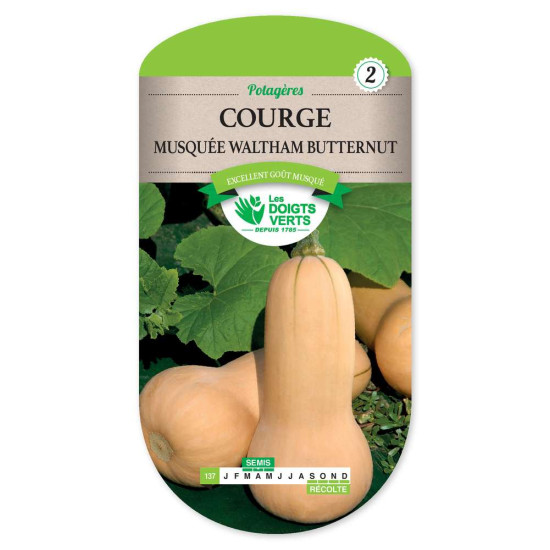 Courge Musquee Waltham Butternut -graines de Les Doigts Verts - graines de Gironde à Bordeaux dans Graines de Courgette - Courge