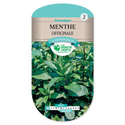 Menthe Officinale -graines de Les Doigts Verts - graines de Gironde à Bordeaux dans Graines de Menthe