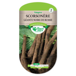 Scorsonere Geante De Russie -graines de Les Doigts Verts - graines de Gironde à Bordeaux dans Graines de Scorsonere