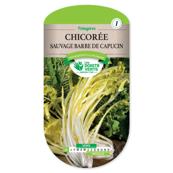 Chicoree Sauv.Barbe De Capucin -graines de Les Doigts Verts - graines de Gironde à Bordeaux dans Graines de Chicoree