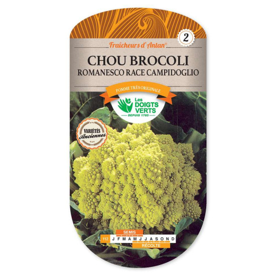 Chou Brocoli Romanesco Campidoglio -graines de Les Doigts Verts - graines de Gironde à Bordeaux dans Graines de Chou