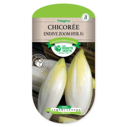 Chicoree Endive Zoom Hybride F1 -graines de Les Doigts Verts - graines de Gironde à Bordeaux dans Graines de Chicoree
