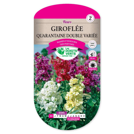 Giroflee Quarantaine Dble Var. -graines de Les Doigts Verts - graines de Gironde à Bordeaux dans Graines de fleurs en G