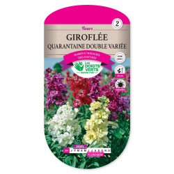 Giroflee Quarantaine Dble Var. -graines de Les Doigts Verts - graines de Gironde à Bordeaux dans Graines de fleurs en G