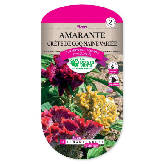 Amarante Crete De Coq Naine Var. -graines de Les Doigts Verts - graines de Gironde à Bordeaux dans Graines de fleurs en A