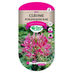 Cleome Pungens Reine Rose -graines de Les Doigts Verts - graines de Gironde à Bordeaux dans Graines de fleurs en C