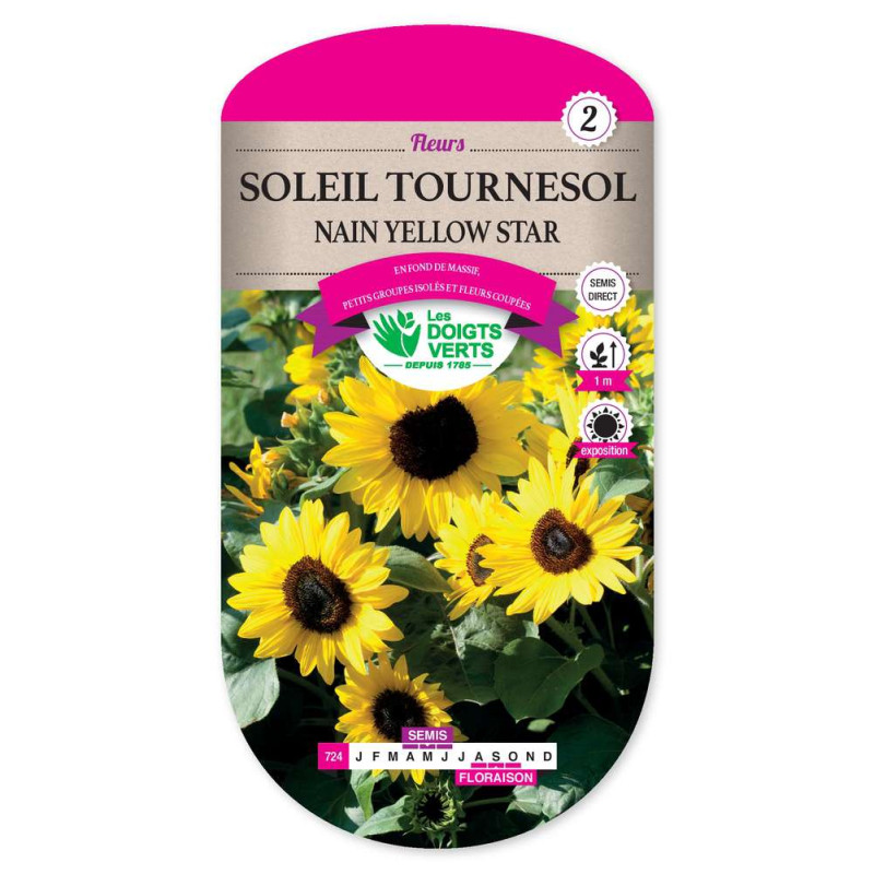 Soleil Tournesol Nain Yellow Star -graines de Les Doigts Verts - graines de Gironde à Bordeaux dans Graines de fleurs en S