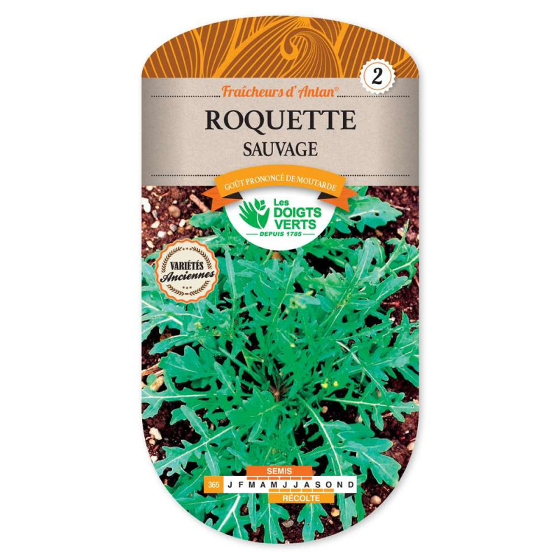 Roquette Sauvage -graines de Les Doigts Verts - graines de Gironde à Bordeaux dans Graines de Roquette