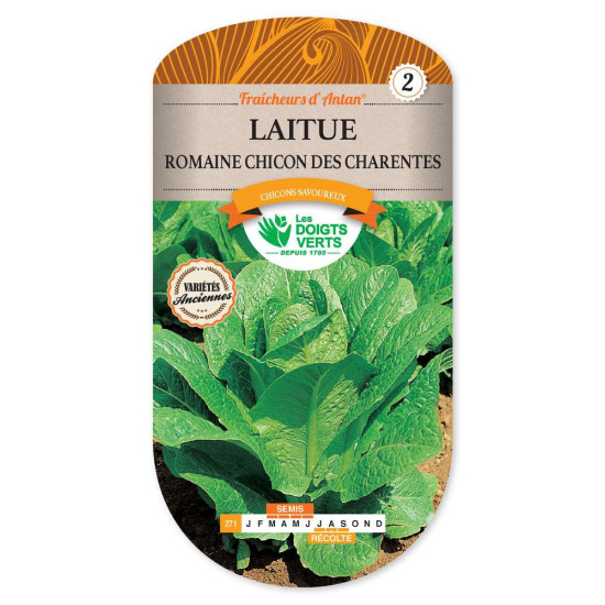 Laitue Romaine Chicon Charentes -graines de Les Doigts Verts - graines de Gironde à Bordeaux dans Graines de Salade - Laitue