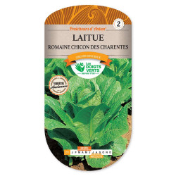 Laitue Romaine Chicon Charentes -graines de Les Doigts Verts - graines de Gironde à Bordeaux dans Graines de Salade - Laitue