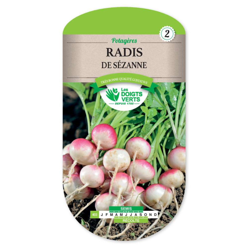 Radis De Sezanne -graines de Les Doigts Verts - graines de Gironde à Bordeaux dans Graines de Radis