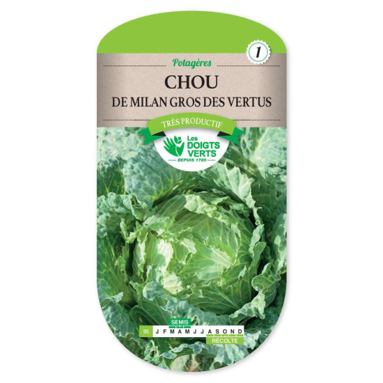 Chou Milan Gros Des Vertus 4 -graines de Les Doigts Verts - graines de Gironde à Bordeaux dans Graines de Chou