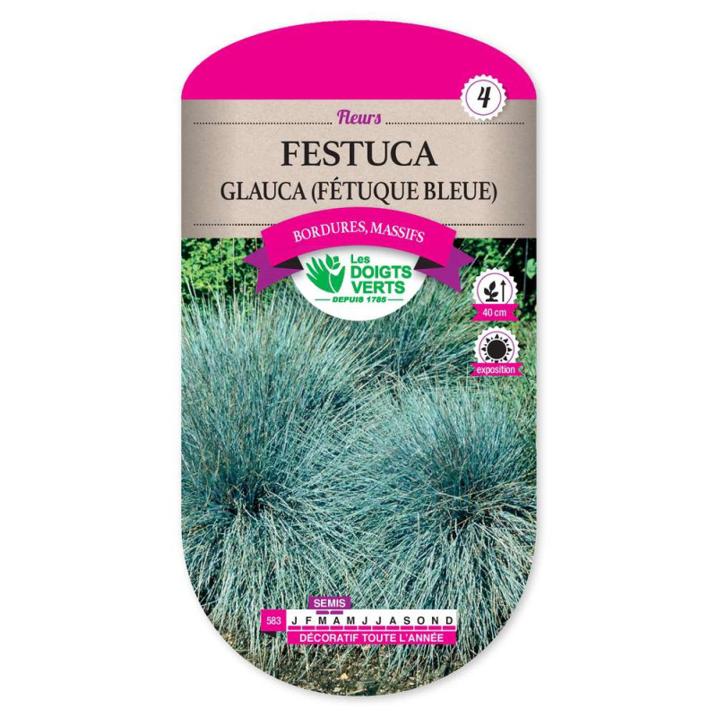 Festuca Glauca Graminee -graines de Les Doigts Verts - graines de Gironde à Bordeaux dans Graines de fleurs en F