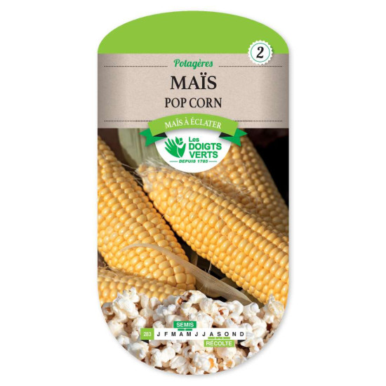 Mais Pop Corn -graines de Les Doigts Verts - graines de Gironde à Bordeaux dans Graines de Maïs