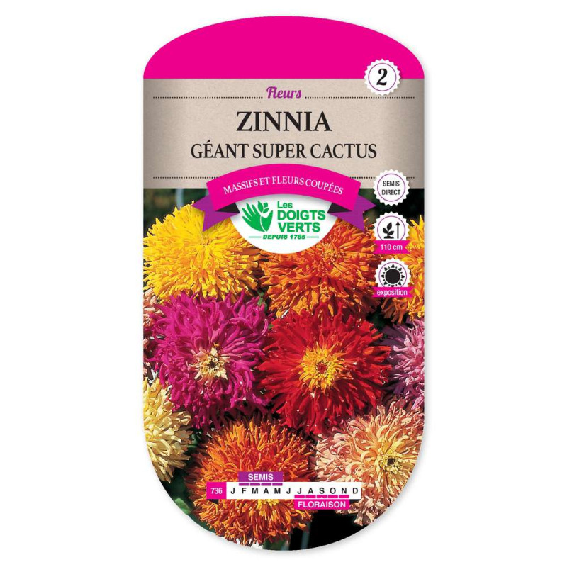 Zinnia Geant Super Cactus -graines de Les Doigts Verts - graines de Gironde à Bordeaux dans Graines de fleurs en Z