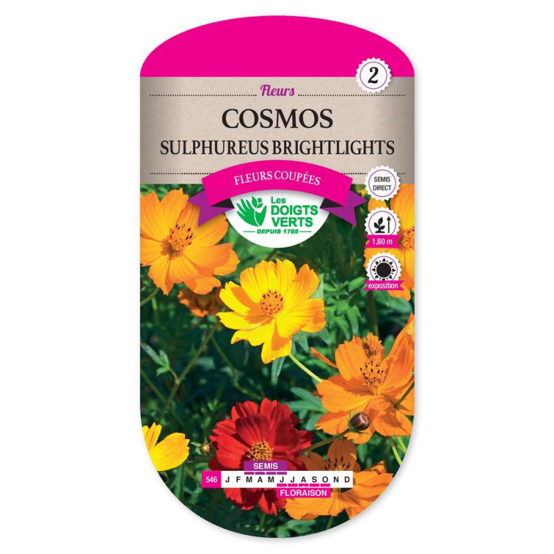 Cosmos Sulfureus - Brightlights -graines de Les Doigts Verts - graines de Gironde à Bordeaux dans Graines de fleurs en C