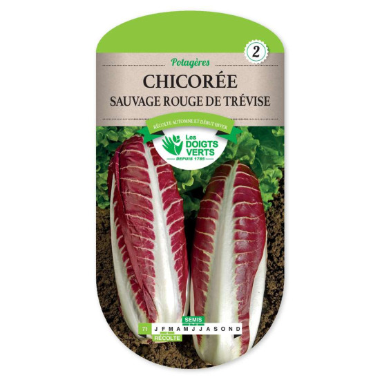 Chicoree Sauv.Rouge De Trevise -graines de Les Doigts Verts - graines de Gironde à Bordeaux dans Graines de Chicoree