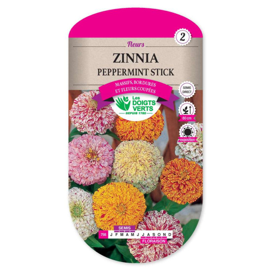 Zinnia Peppermint -graines de Les Doigts Verts - graines de Gironde à Bordeaux dans Graines de fleurs en Z