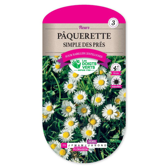 Paquerette Simple Des Pres -graines de Les Doigts Verts - graines de Gironde à Bordeaux dans Graines de fleurs en P