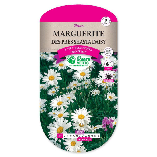 Marguerite Des Pres Shasta Daisy -graines de Les Doigts Verts - graines de Gironde à Bordeaux dans Graines de fleurs en C
