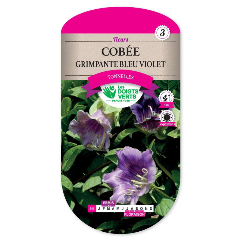 Cobee Grimpante Bleu Violet -graines de Les Doigts Verts - graines de Gironde à Bordeaux dans Graines de fleurs en C