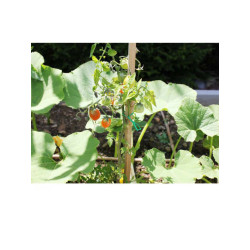 LIEN ARME PLASTIQUE 50M de Jardinerie Bordeaux Libourne Gironde dans Ficelle et lien pour le jardin