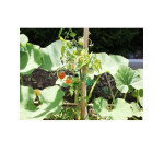LIEN ARME PLASTIQUE 50M de Jardinerie Bordeaux Libourne Gironde dans Ficelle et lien pour le jardin