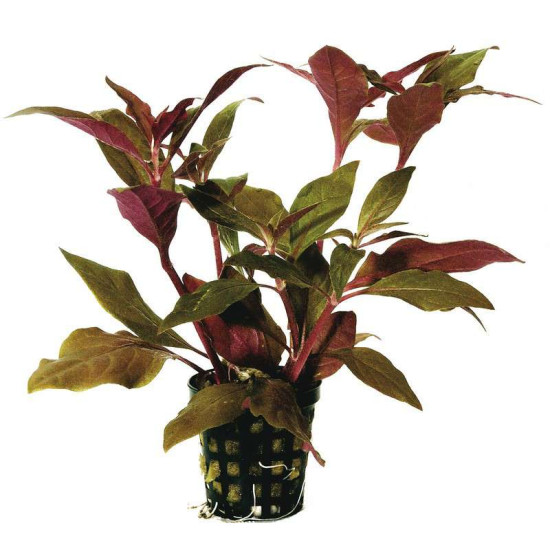 ALTERNANTHERA CARDINALIS 5 CM EN PO de Aquafleur - Plantes aquarium dans Plantes d'aquariums