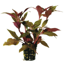 ALTERNANTHERA CARDINALIS 5 CM EN PO de Aquafleur - Plantes aquarium dans Plantes d'aquariums