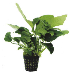 ANUBIAS BARTERI VAR.NANA 14 CM EN P de Aquafleur - Plantes aquarium dans Plantes d'aquariums