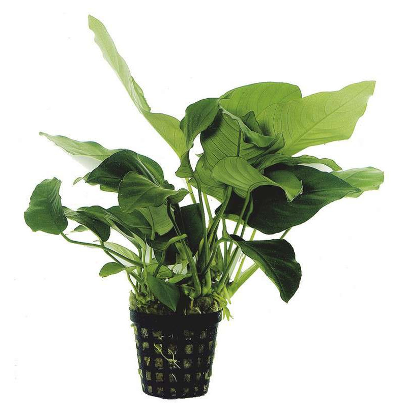 ANUBIAS BARTERI VAR.NANA 14 CM EN P de Aquafleur - Plantes aquarium dans Plantes d'aquariums