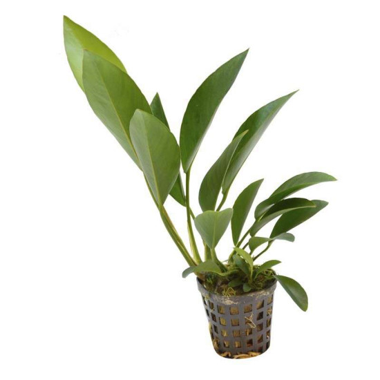 ANUBIAS CONGENSIS 5 CM EN POT de Aquafleur - Plantes aquarium dans Plantes d'aquariums