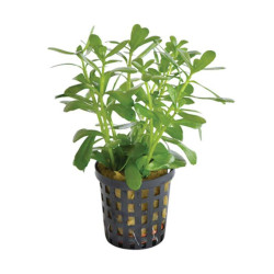 BACOPA COMPACTA 5 CM EN POT de Aquafleur - Plantes aquarium dans Plantes d'aquariums