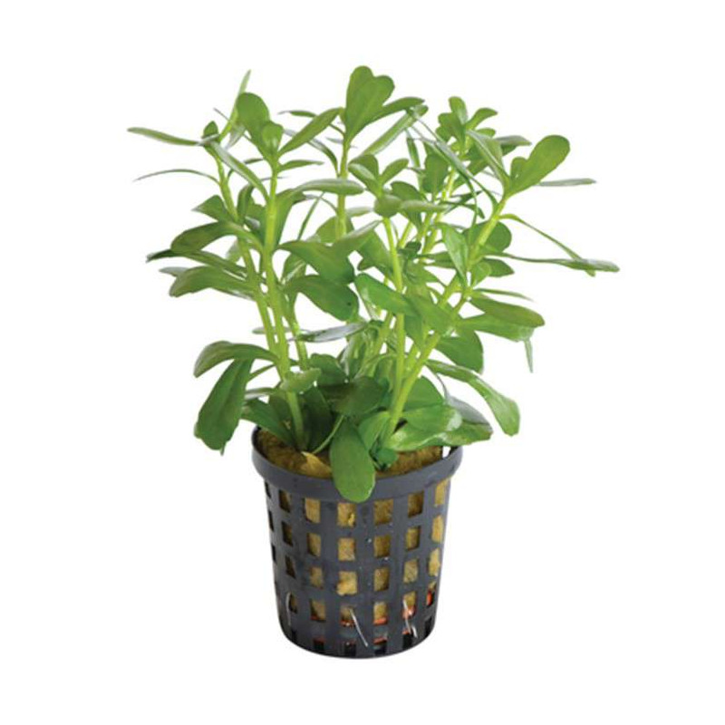 BACOPA COMPACTA 5 CM EN POT de Aquafleur - Plantes aquarium dans Plantes d'aquariums