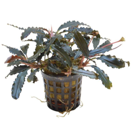 BUCEPHALANDRA BIBLIS 5 CM EN POT de Aquafleur - Plantes aquarium dans Plantes d'aquariums
