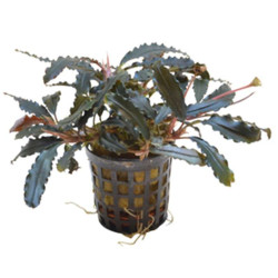 BUCEPHALANDRA BIBLIS 5 CM EN POT de Aquafleur - Plantes aquarium dans Plantes d'aquariums