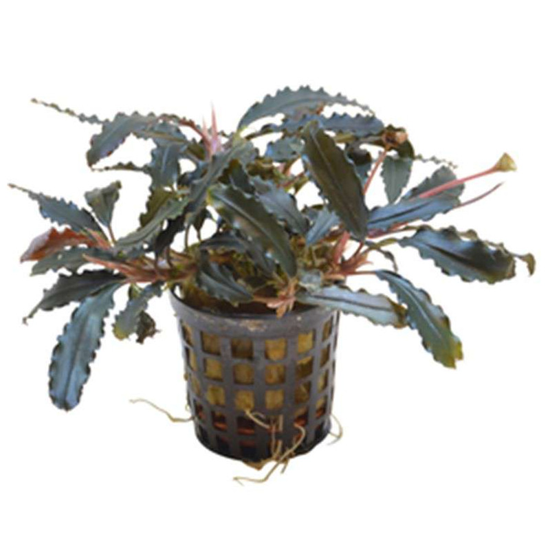 BUCEPHALANDRA BIBLIS 5 CM EN POT de Aquafleur - Plantes aquarium dans Plantes d'aquariums
