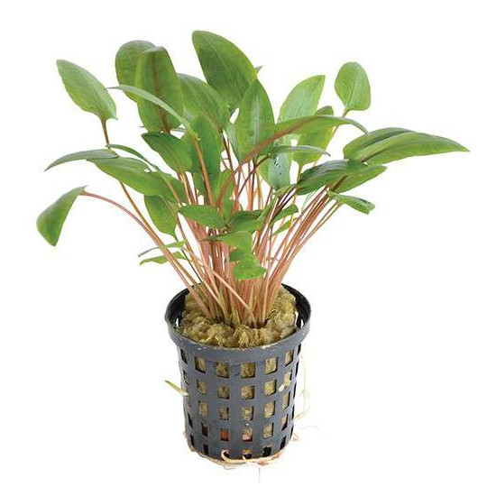 CRYPTOCORYNE WENDTII VERT 5 CM EN P de Aquafleur - Plantes aquarium dans Plantes d'aquariums