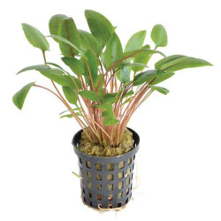 CRYPTOCORYNE WENDTII VERT 5 CM EN P de Aquafleur - Plantes aquarium dans Plantes d'aquariums