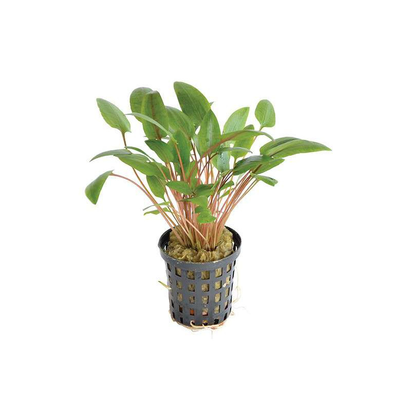 CRYPTOCORYNE WENDTII VERT 5 CM EN P de Aquafleur - Plantes aquarium dans Plantes d'aquariums