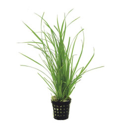 CUP VESICULARIA DUBYANA de Aquafleur - Plantes aquarium dans Plantes d'aquariums