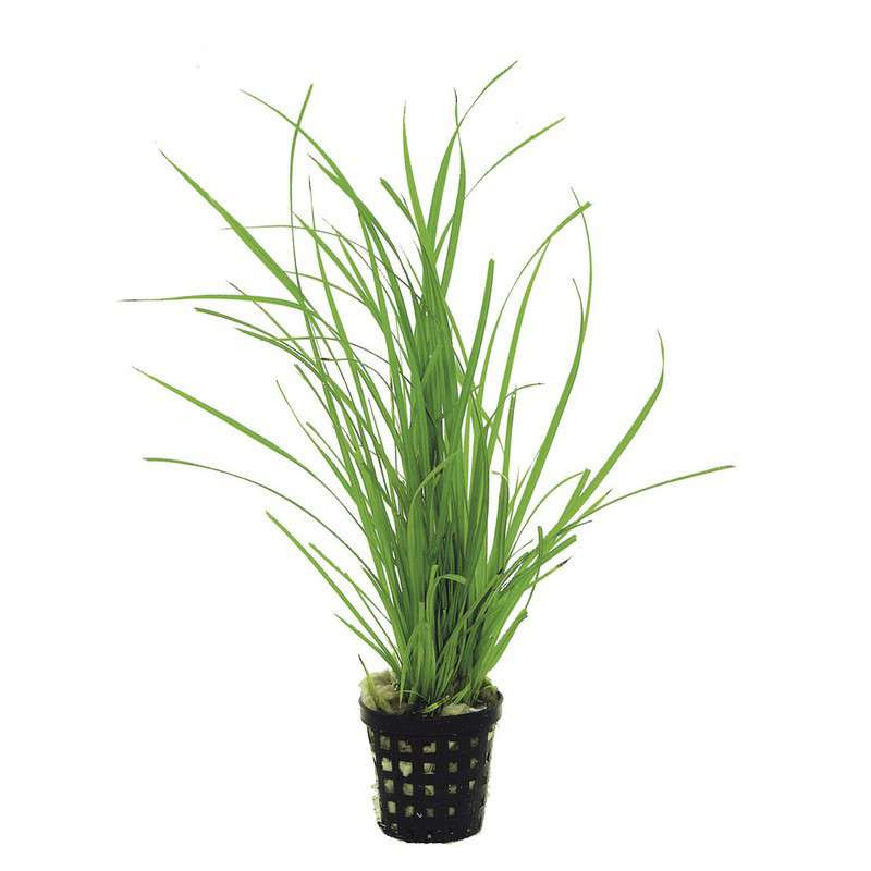 CUP VESICULARIA DUBYANA de Aquafleur - Plantes aquarium dans Plantes d'aquariums