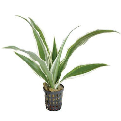 DRACAENA SANDERIANA BLANC 5 CM EN P de Aquafleur - Plantes aquarium dans Plantes d'aquariums
