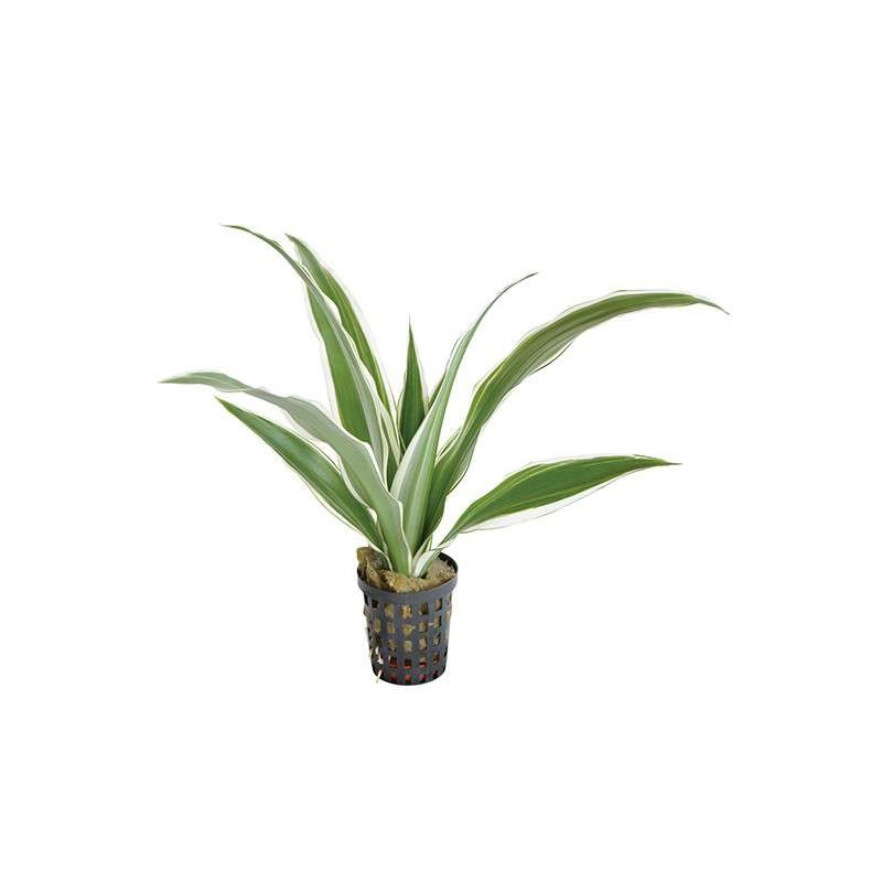 DRACAENA SANDERIANA BLANC 5 CM EN P de Aquafleur - Plantes aquarium dans Plantes d'aquariums