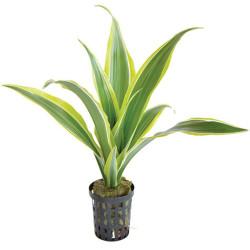 DRACAENA SANDERIANA YELLOW 5 CM EN de Aquafleur - Plantes aquarium dans Plantes d'aquariums