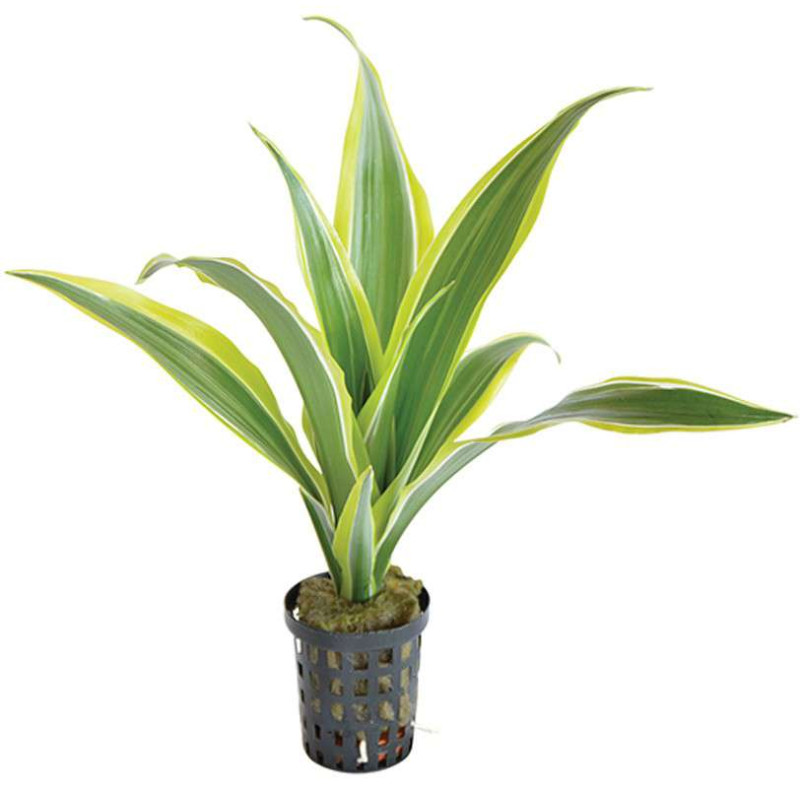 DRACAENA SANDERIANA YELLOW 5 CM EN de Aquafleur - Plantes aquarium dans Plantes d'aquariums
