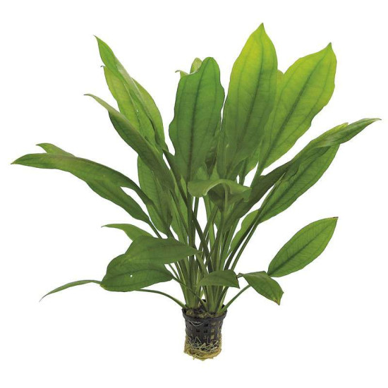 ECHINODORUS BLEHERI 5 CM EN POT de Aquafleur - Plantes aquarium dans Plantes d'aquariums