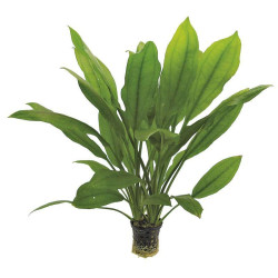 ECHINODORUS BLEHERI 5 CM EN POT de Aquafleur - Plantes aquarium dans Plantes d'aquariums